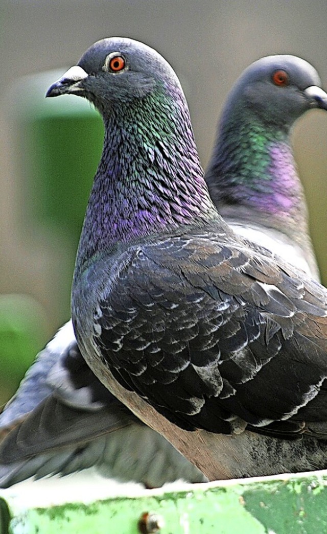 Auf ffentlichen Pltzen und in Straen  drfen Tauben nicht gefttert werden.   | Foto: Uwe Zucchi