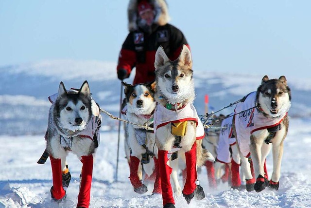 Die amerikanische Hundemusherin Aliy Z...; dieses Jahr sind 17 Frauen am Start.  | Foto: Sebastian Schnlle (dpa)