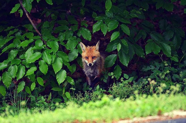Kann von Milben befallen werden: der Fuchs.  | Foto: adob