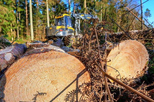 Der Wald ist auch eine Baustelle.  | Foto: Philipp Schulze (dpa)