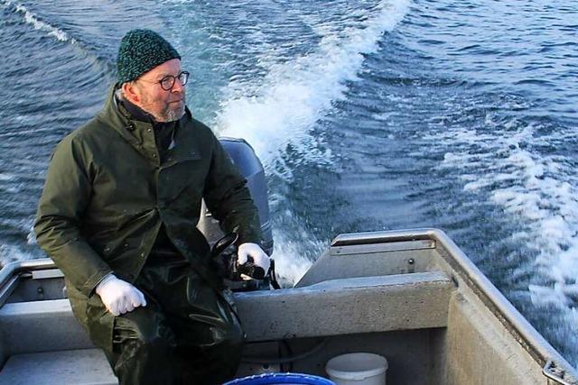 Bodenseefischer wegen Artenschwund besorgt – Kormoran im Visier