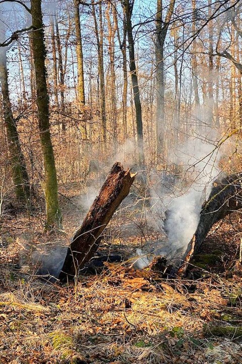Der uralte Baum war von den Feuerwehrl...en blieb nur noch ein Stumpf im Boden.  | Foto: Freiwillige Feuerwehr Lörrach