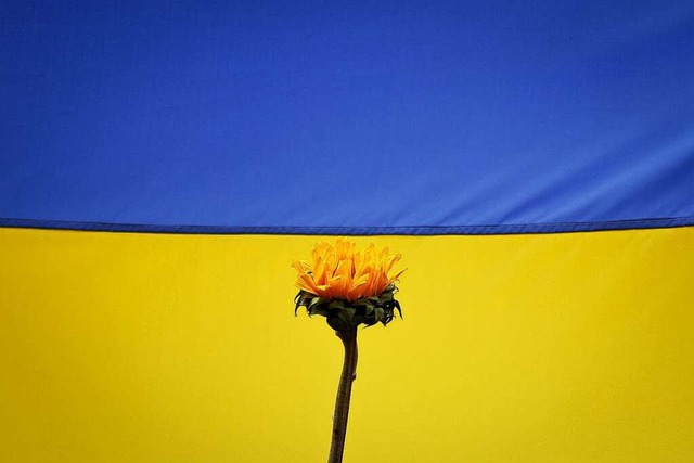 Ein Demonstrant hlt eine Blume vor eine ukrainische Flagge (Symbolbild)  | Foto: Jesus Vargas (dpa)
