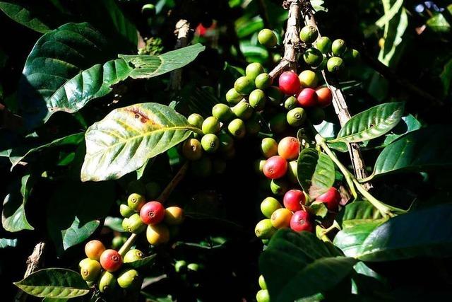 Kaffeeanbau ist eine Belastung für die Umwelt