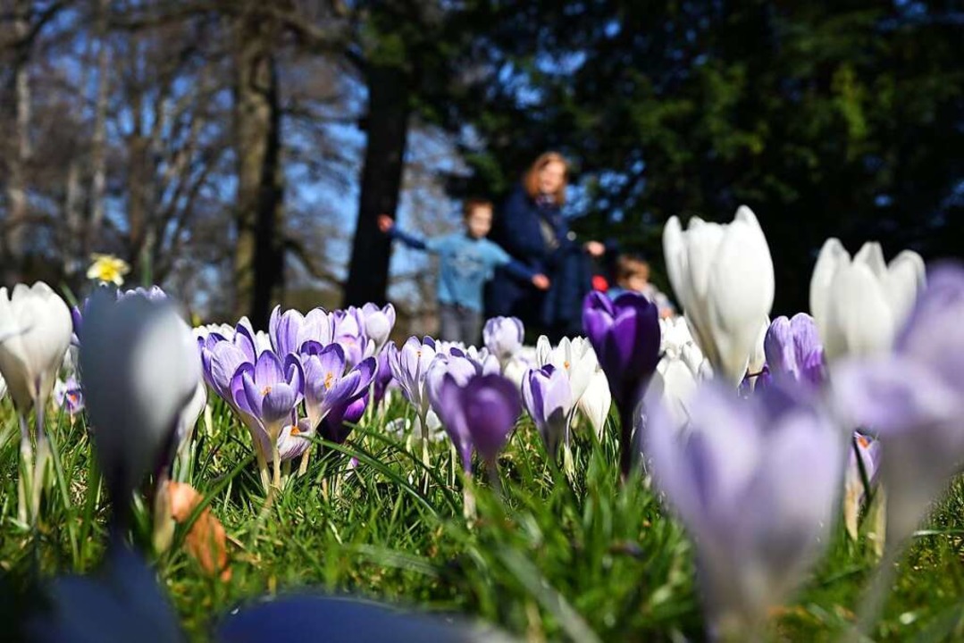Der Frhling kommt!  | Foto: Arne Dedert (dpa)