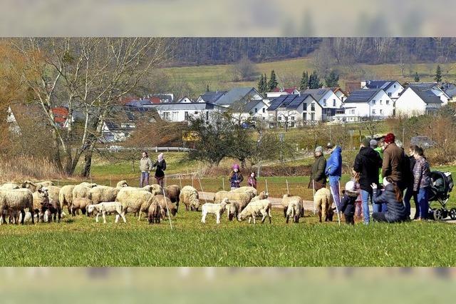 Spaziergang zur Schafherde