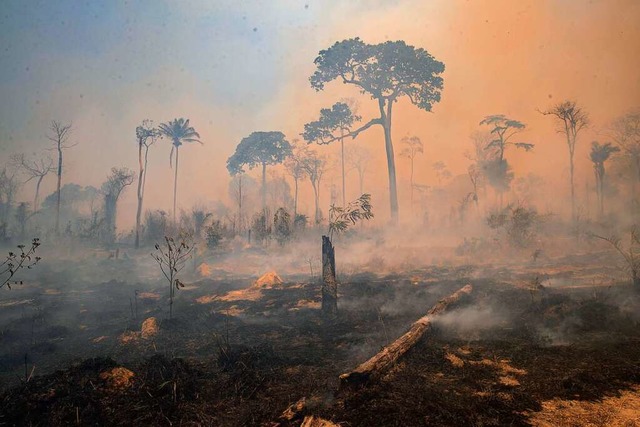 Ein Waldbrand im Amazonasgebiet in Brasilien  | Foto: Andre Penner (dpa)