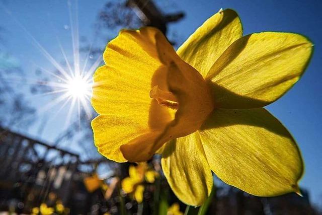 Fotos: Der Frhling zeigt sich in Deutschland mit viel Sonne