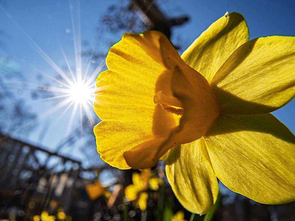 Die Sonne scheint vom blauen Himmel hinter der Blte einer Narzisse, der auf einer Wiese im Frankfurter Palmengarten wchst.