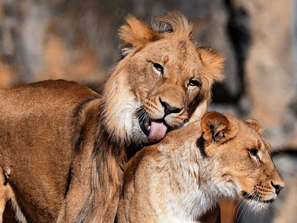 Zwei Lwen genieen das frhlingshafte Wetter kuschelnd im Zoo Berlin.