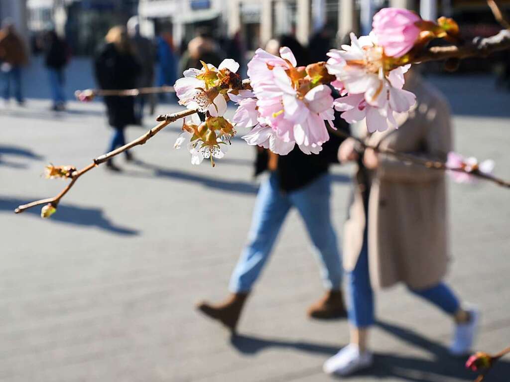 Passanten laufen im Sonnenschein an ersten Kirschblten in der Innenstadt vorbei.