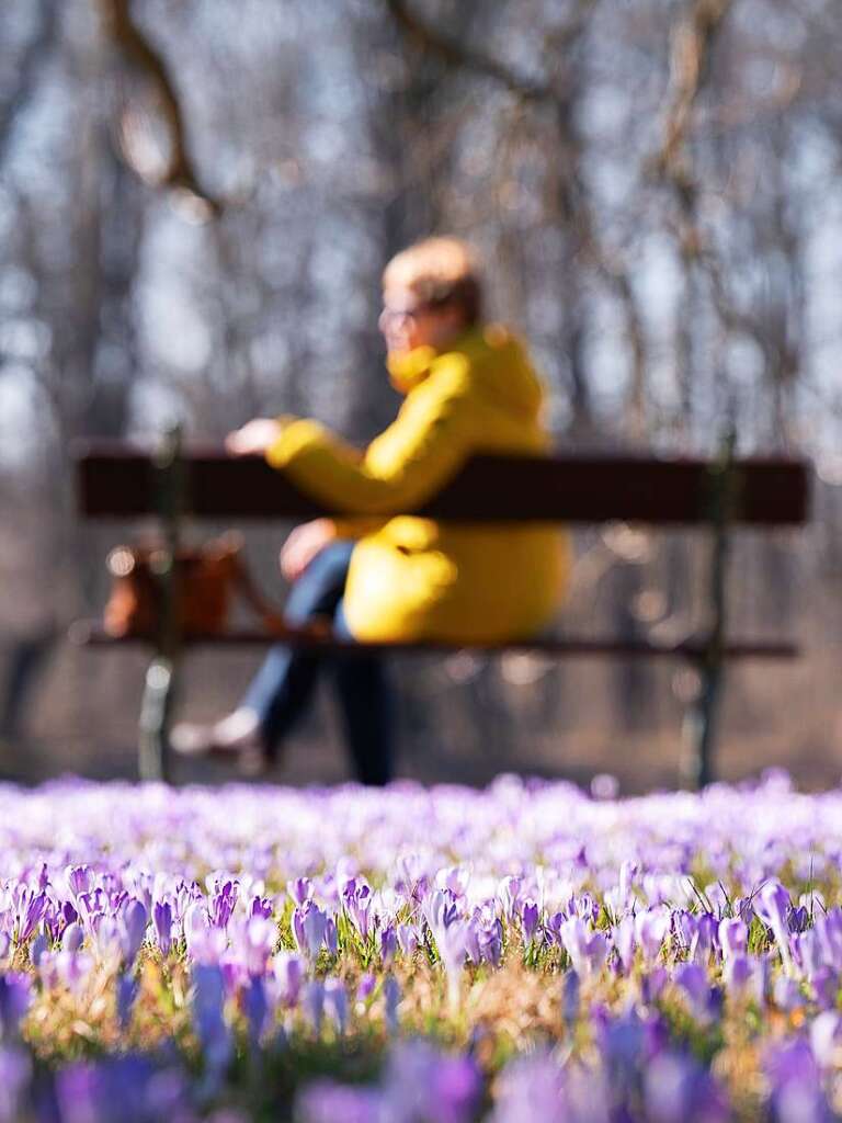 Dresden: Eine Frau sitzt im Schloss und Park Pillnitz hinter blhenden Krokussen auf einer Bank.