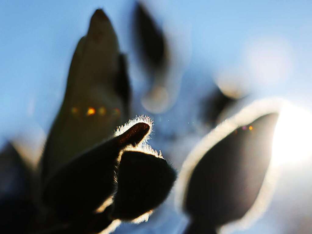 Kln: Die Mrz-Sonne scheint hinter Magnolien-Knospen in der Flora.