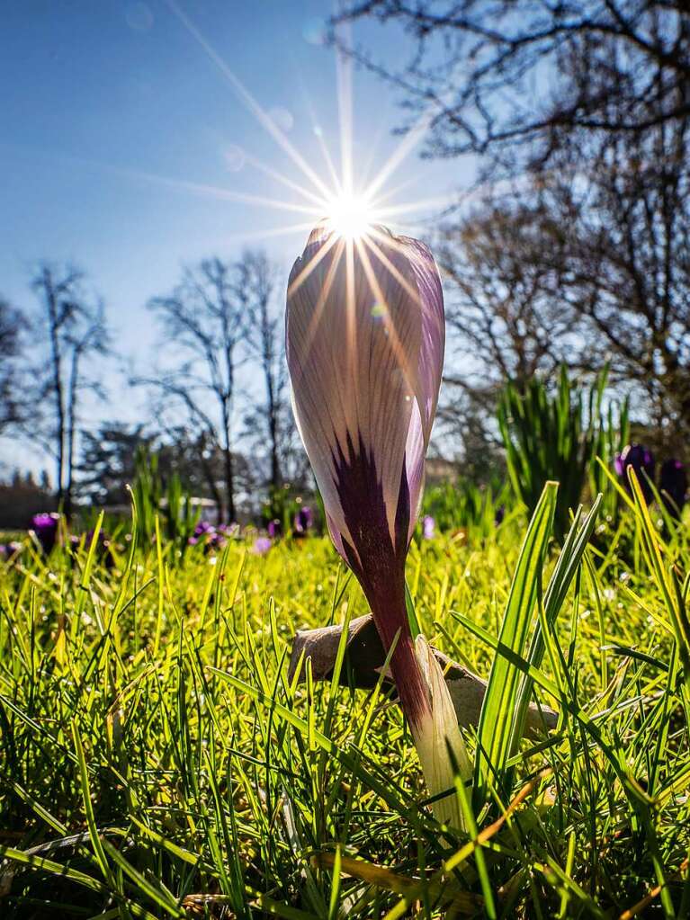 Die Sonne scheint vom blauen Himmel hinter der geschlossenen Blte eines Krokus, der auf einer Wiese im Frankfurter Palmengarten wchst.