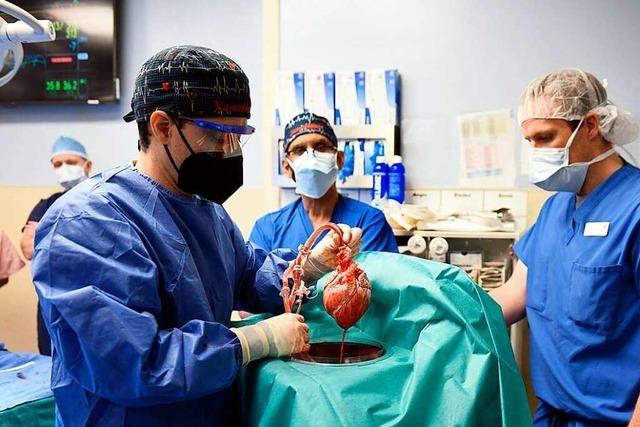 Patient stirbt zwei Monate nach Schweineherz-Transplantation