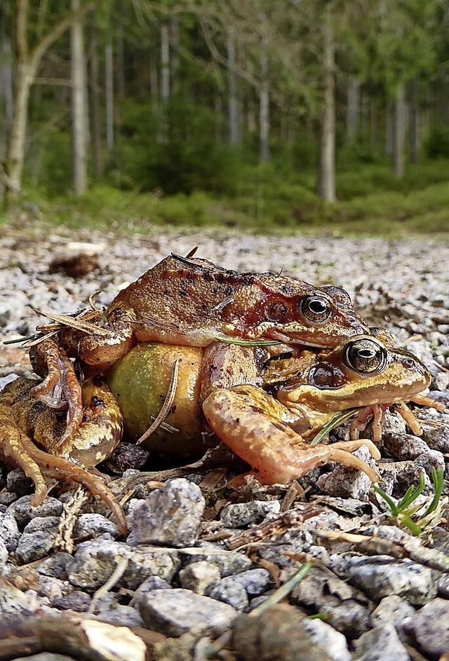 Krten auf dem Weg zum Laichen  | Foto: Helmut Seller