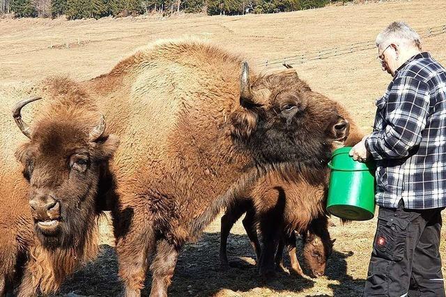 Wisent-Herde in Schopfheim-Gersbach steht vor ungewisser Zukunft