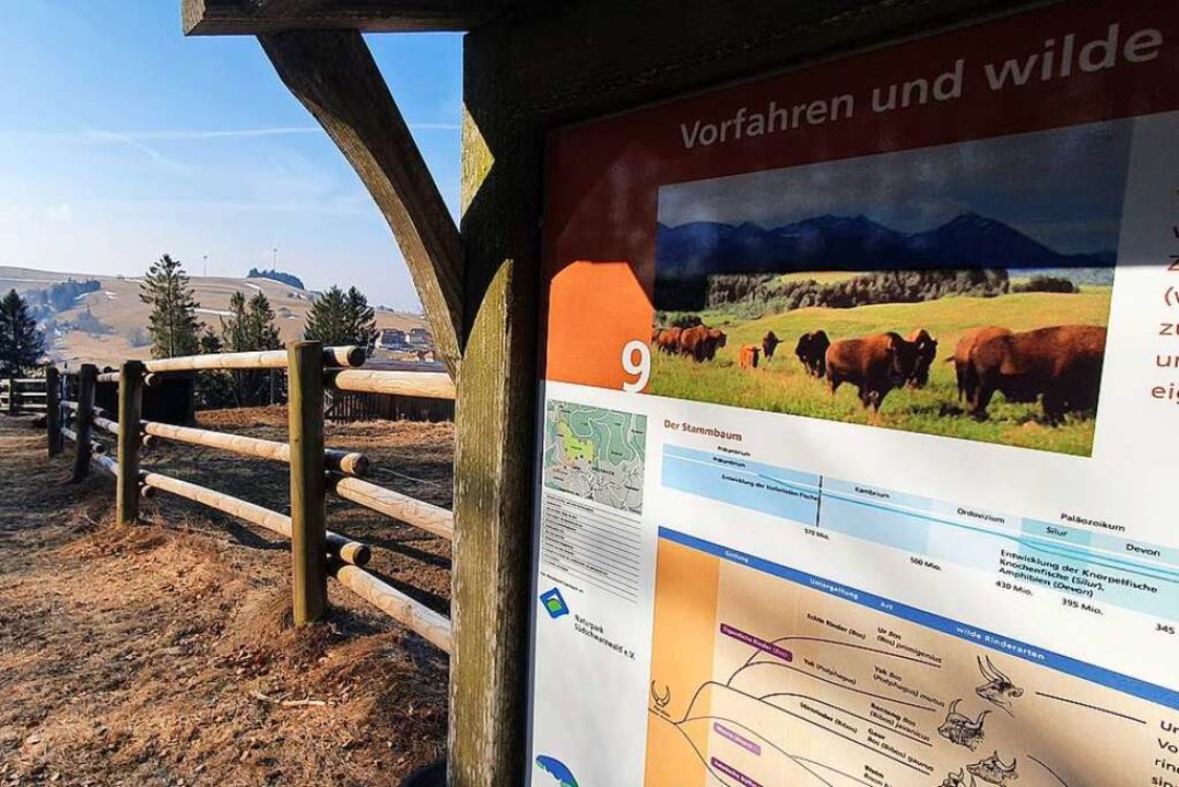 Das Gehege ist Teil des Rinderlehrpfades und eine Hauptattraktion.  | Foto: André Hönig