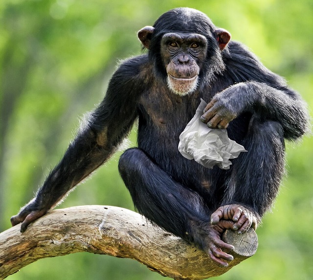 Fr den Menschen sind Schnupfenviren h...r Schimpansen knnen sie tdlich sein.  | Foto: Abeselom Zerit