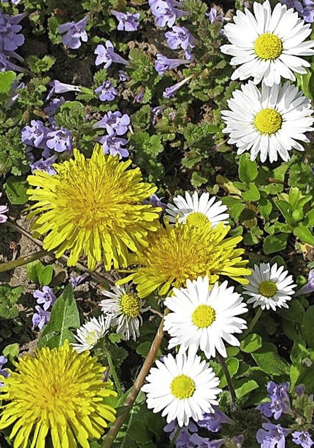 Farbenpracht: Gundermann, Lwenzahn und Gnseblmchen  | Foto: Birgitt Stterlin