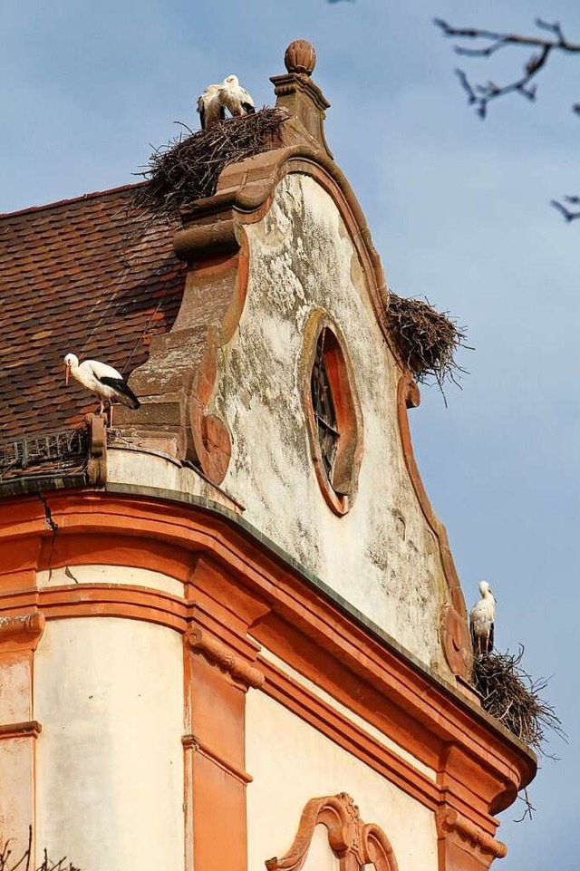 15 Nester haben die Strche auf dem Dach der Riegeler St. Martinskirche gebaut.  | Foto: Ruth Seitz