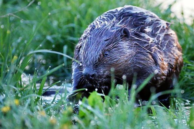 Biber drfen im Sdwesten knftig auch gettet werden