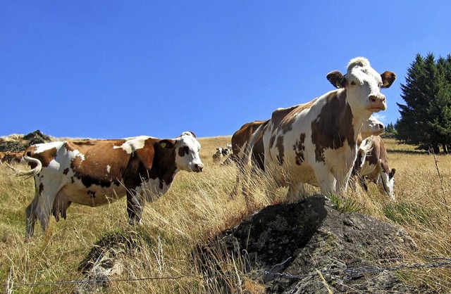 Die Nachfrage nach Bio-Weiderind ist im vergangenen Jahr erneut gestiegen.  | Foto: Susanne Filz