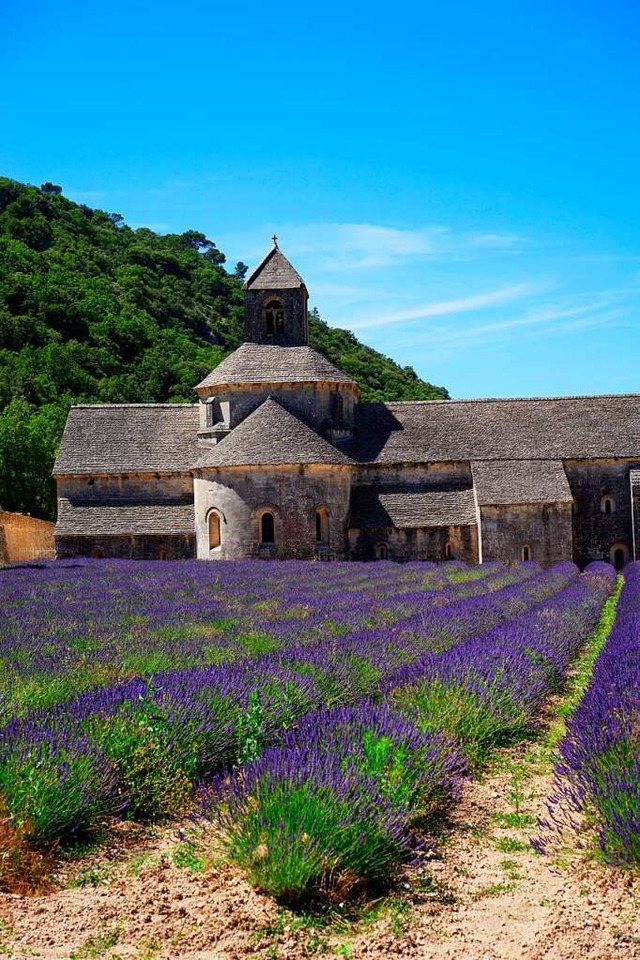 Lavendelblte in der Provence &#8211; die faszinierende Farbenpracht  | Foto: pixabay.com