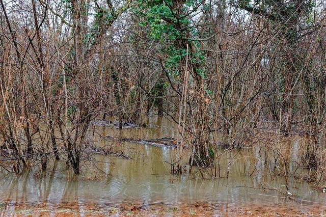 Hochwasser im Rheinwald bei Rheinhause...bei regelmigen, geplanten Flutungen?  | Foto: Martin Wendel