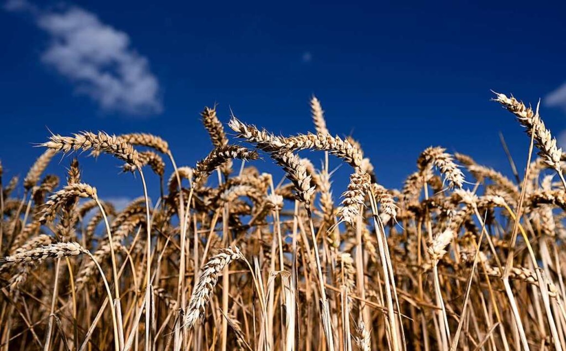 Zum Ernten bereit: Weizen auf einem Ge...Nieder-Erlenbach im Bundesland Hessen.  | Foto: Arne Dedert (dpa)