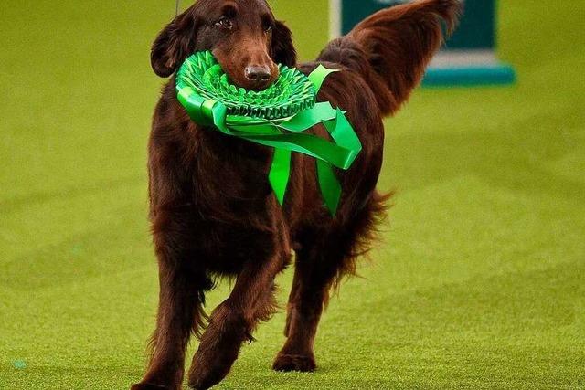 Fotos: Tausende Hunde sind bei der Crufts Dog Show in Birmingham angetreten