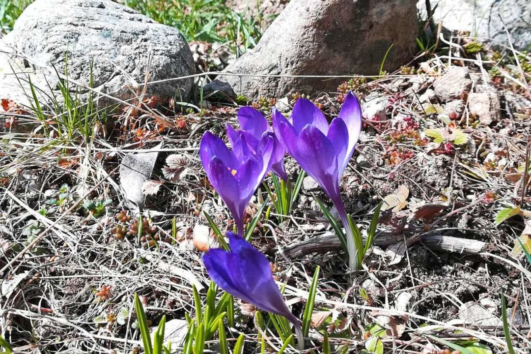 Krokusse strecken dem Frhling die Kpfe entgegen.  | Foto: Sara Trtschler