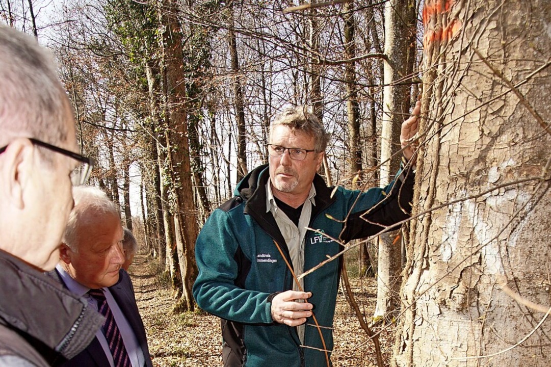 Revierfrster Alex Schulz zeigt die sc...m Rheinwald auf Pilzschden hinweisen.  | Foto: Ilona Huege