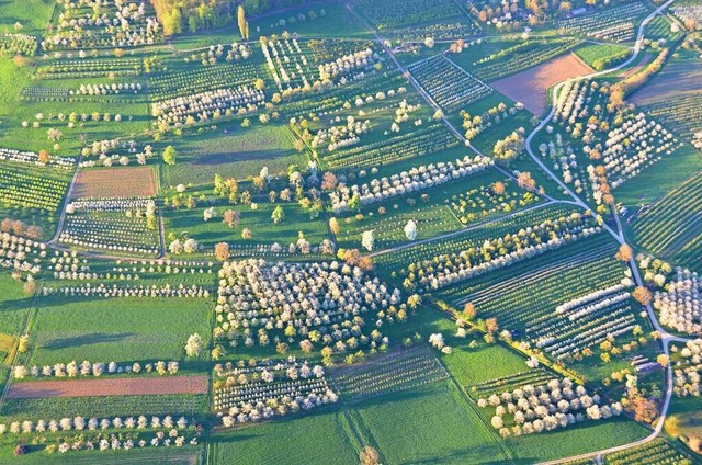 Die Kirschblte im Eggenertal gehrt z...hepunkten im Jahresverlauf der Region.  | Foto: Julia Jacob