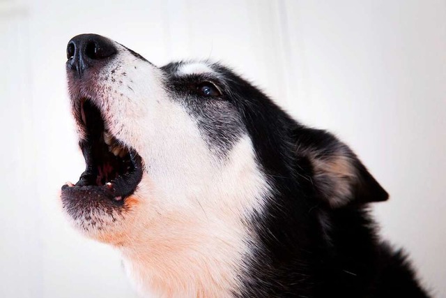 Ein Hund konnte in Rheinfelden einen Einbrecher vertreiben.   | Foto: Florian Schuh