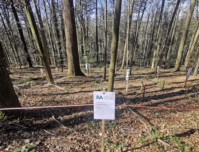 Am linken Bildrand liegt Totholz auf d...Bereich rechts ist die Kontrollflche.  | Foto: Patrik Mller