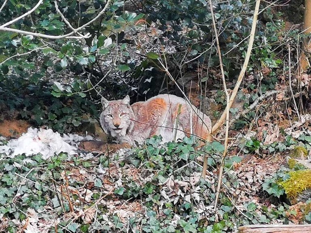 Luchs Elliot im Schwarzwaldzoo, zwei Tage vor seinem Tod.  | Foto: Patrik Mller