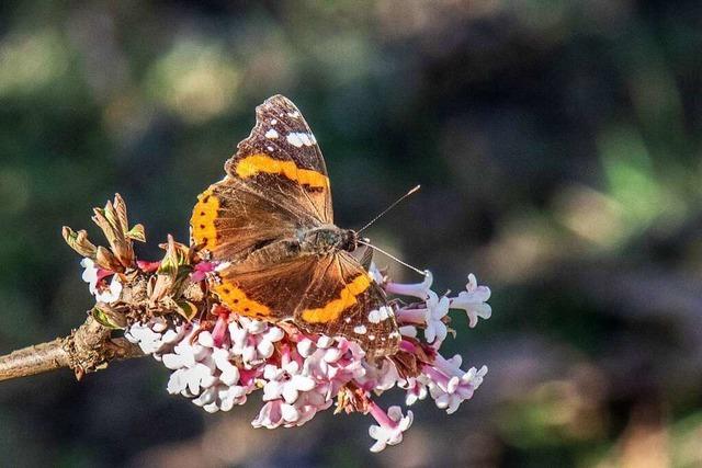 Fotos: BZ-Leser haben die ersten Frhlingsboten im Breisgau fotografiert