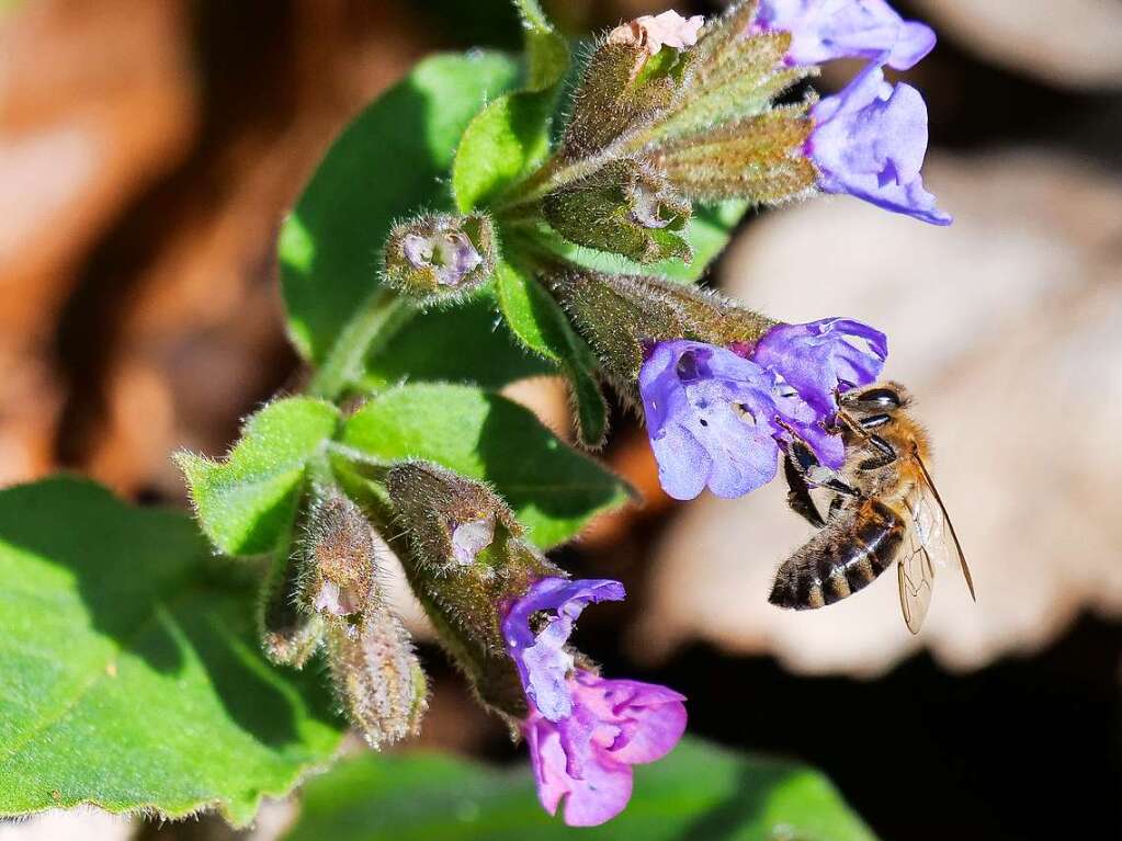 Die Biene an violetten Lungenkrautblten am lberg in Ehrenkirchen fotografierte  Annemarie Krebs.