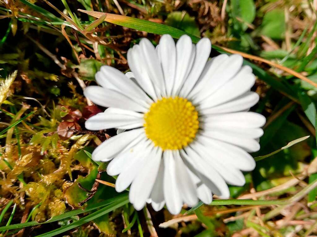 Die wrmenden Sonnenstrahlen dieser Tage treiben in den Grten die ersten Blten ans Tageslicht:  Gnseblmchen...