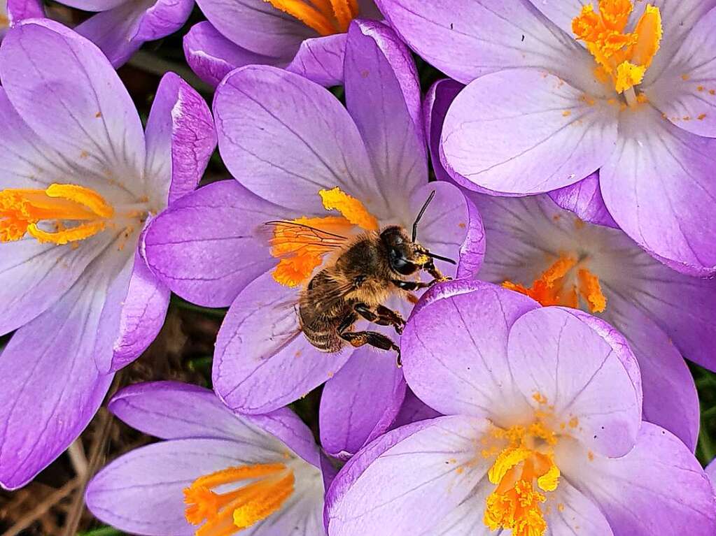 Eine Biene freut sich ber die Krokusse in Gundelfingen.