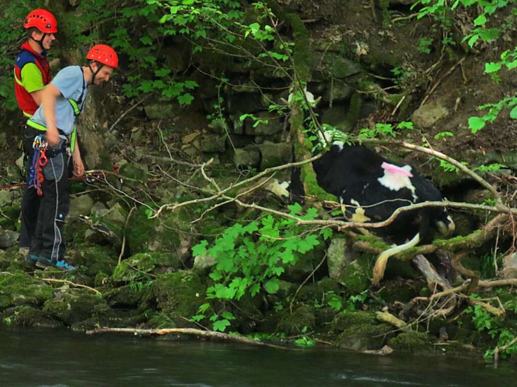 Juni 2013: ungewhnlicher Einsatz fr die Bergwacht: die Helfer retten eine ausgebchste Kuh