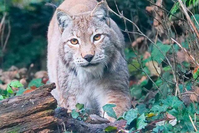 Trauer um Luchs Elliot: 