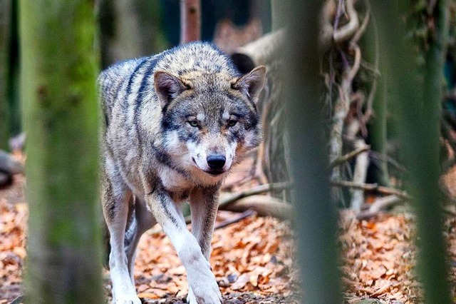 Der Wolf ist wieder sesshaft im Wiesen... Landwirte dagegen auf die Barrikaden.  | Foto: Klaus-Dietmar Gabbert (dpa)