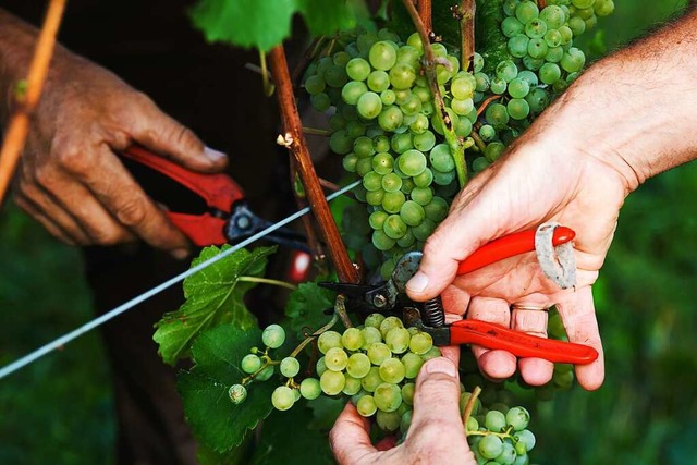 Bei der Weinlese 2021 brachte der Spt...ie grte Erntemenge ein. (Symbolbild)  | Foto: Philipp von Ditfurth (dpa)