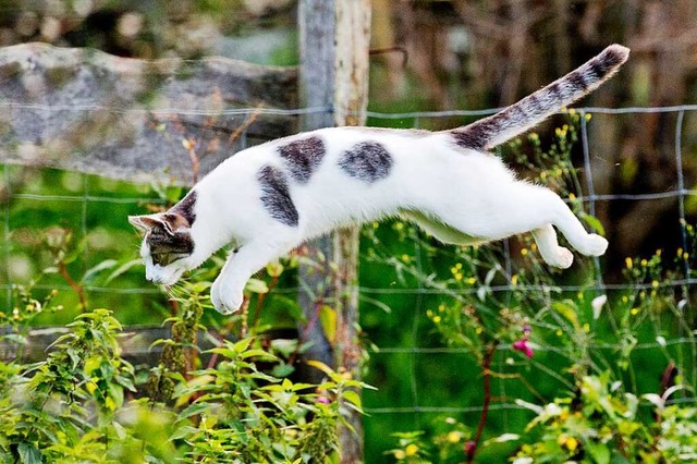 Wildlebende Katzen kmpfen jeden Tag u...ben und um Futter, sagen Tierschtzer.  | Foto: Julian Stratenschulte