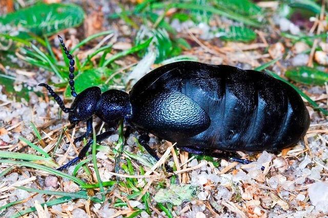 Weiler Viertklässler schaffen am Tüllinger Lebensraum für Käfer