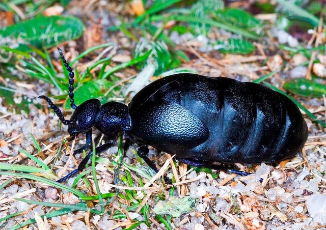 Der schwarzblaue lkfer war das Insekt des Jahres 2020  | Foto: Frank Hecker/Senckenberg