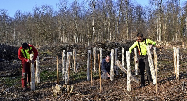   | Foto: Stadt Mahlberg /LEV Ortenaukreis