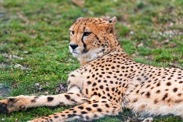 Die Familie der Geparden im Basler Zoo wird aufgelöst